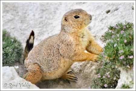 Perrito llanero Mexicano